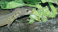 Lizard Lizard