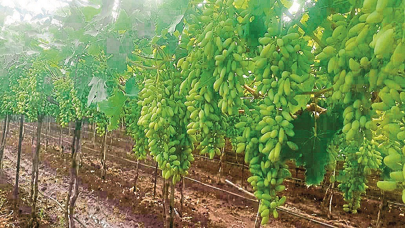 Major crop damage at Dindori due to unseasonal rains nashik marathi news