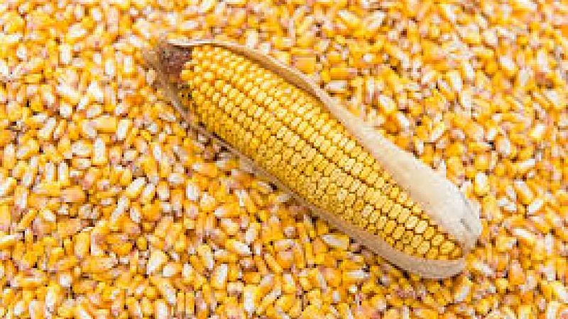 BJP demands to start maize procurement center in Karjat
