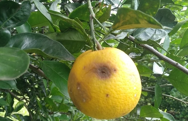 Mosambi