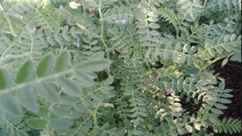Crops are damaging due to larvae in Wardha