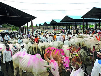 शेतकऱ्यांवर का आली आपल्या सर्जा-राजाला विकण्याची वेळ, कारण जाणायचे, तर मग वाचा !