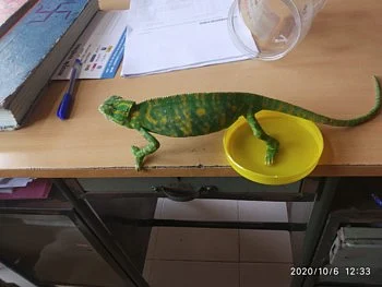 chameleons change color