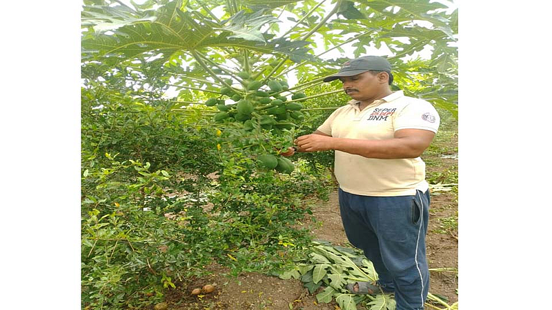Organic farming by ex-servicemen in nashik marathi news