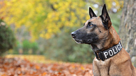 POlice DOg POlice DOg