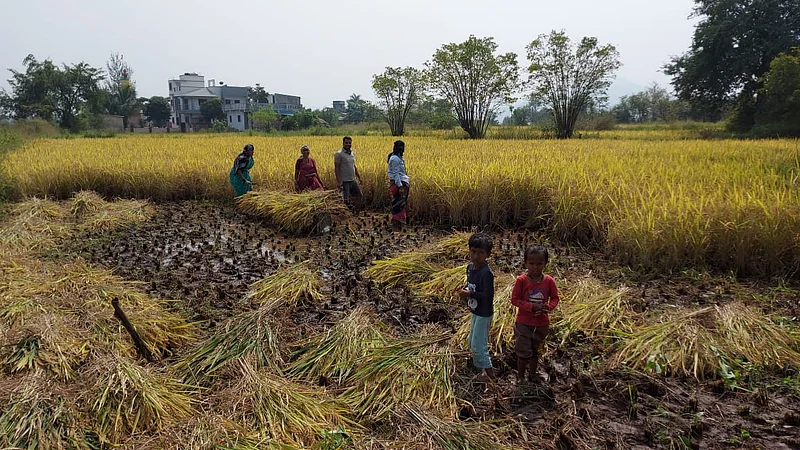 Paddy cultivation has gained momentum in Naane Mawla and now paddy cultivation is almost started.jpg