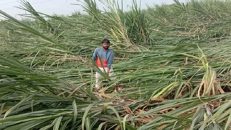 Rain Damaged Sugarcane