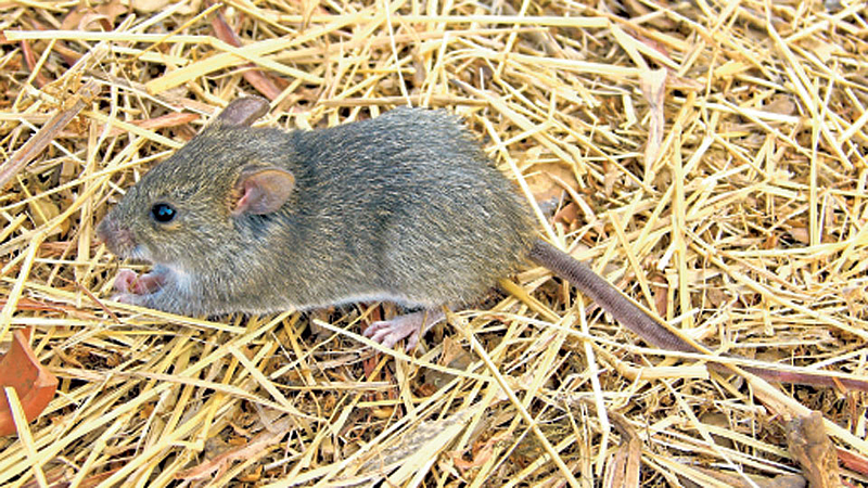 Rat
