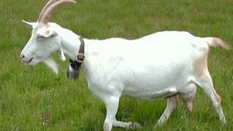 sanen sheep maharashtra 5 to 12 litre milk}