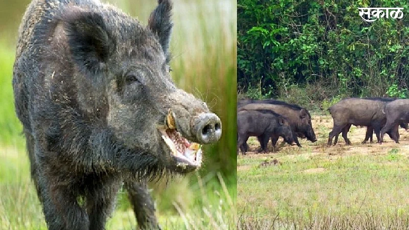 Wild Pigs Brutally Attack On Farmer In Gevrai Kuber Aurangabad}