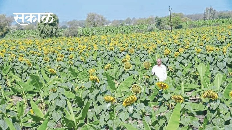 banana farming}