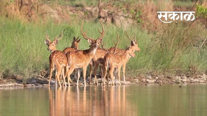 Wildlife Day Special story by shivaji yadav kolhapur Wildlife marathi news}