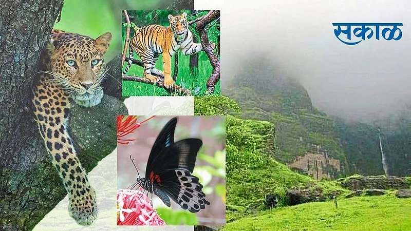 loepards doubled in ten years; At number 43 in Sangli district}