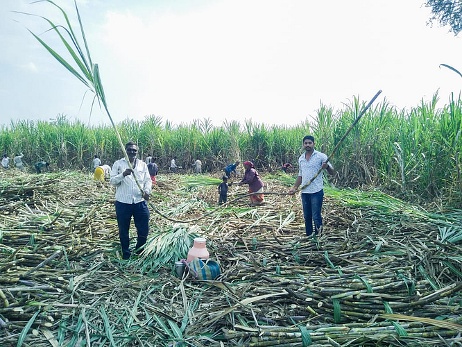 Sugarcane