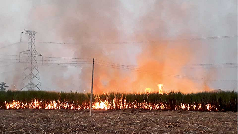 sugarcane