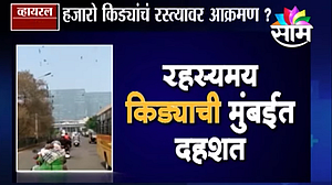 Viral Satya Video Thousands of larvae terror in Mumbai Viral Satya Video Thousands of larvae terror in Mumbai