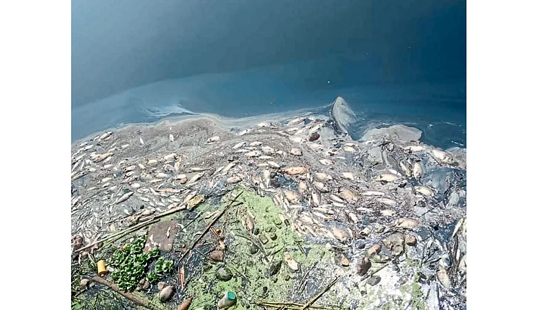 The dead fish again in the panchangas container