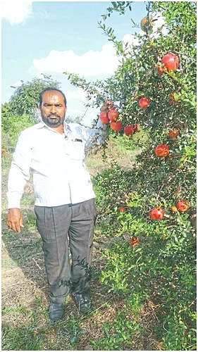 Upari Pomegranate