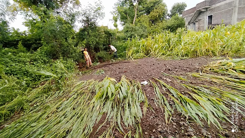 Crop Destroyed due to heavy rainfall