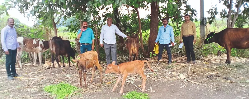 care in cow