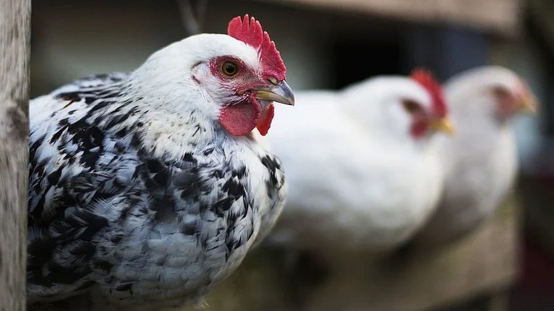 Bird Flu enters in Yavatmal district in Vidarbha region