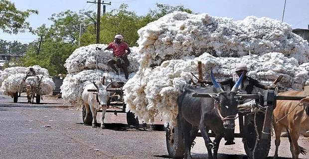 Crowd of farmers at the cotton procurement center in Mirajgaon