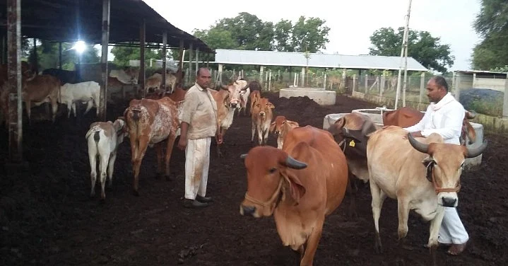 Bodhegaon farmer earns lakhs of rupees due to native cows