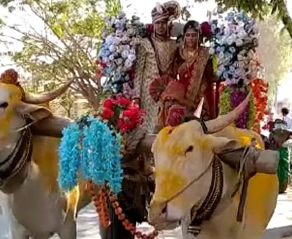 The bride was brought home in a bullock cart}