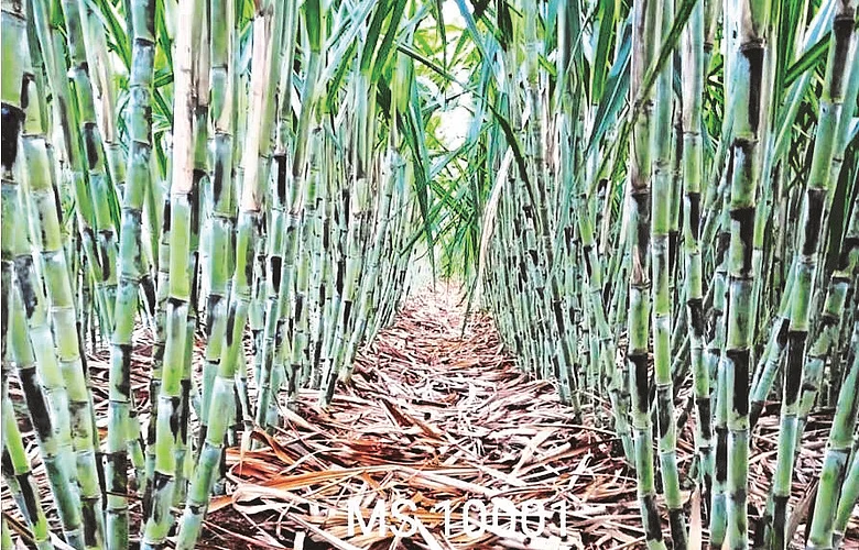 Rahuri University advises farmers to plant new varieties of sugarcane