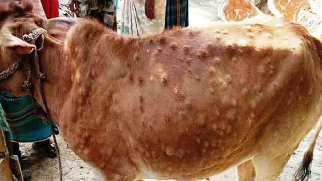 Lumpy skin animal disease