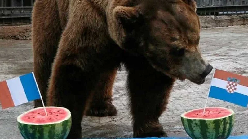 bear