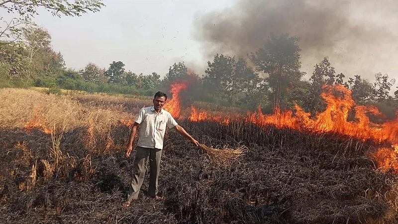 farmer burned rice crop due to hopper in lakhandur of bhandara