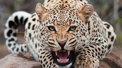 leopards
