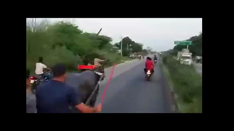 buffalos revenge men who were torturing it goes viral}