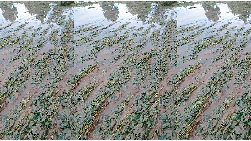 buldhana-rain