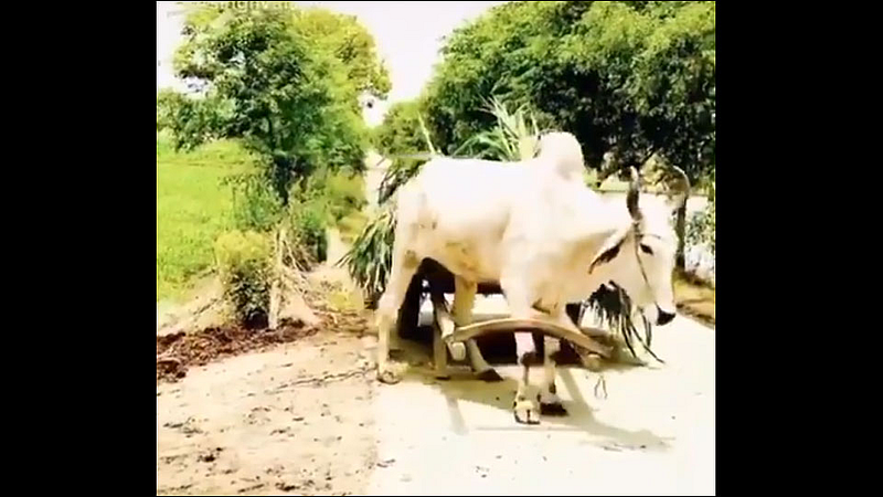 ox can be seeing lifting a cart of grass on his own video viral