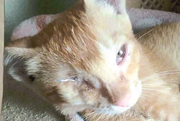 Eye surgery done on kitten in sangali