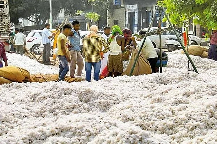 cci cotton in akola.jpg