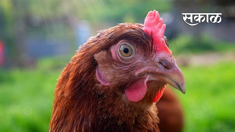 hen