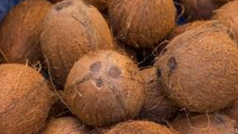 coconut