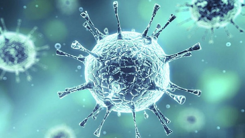 corona virus