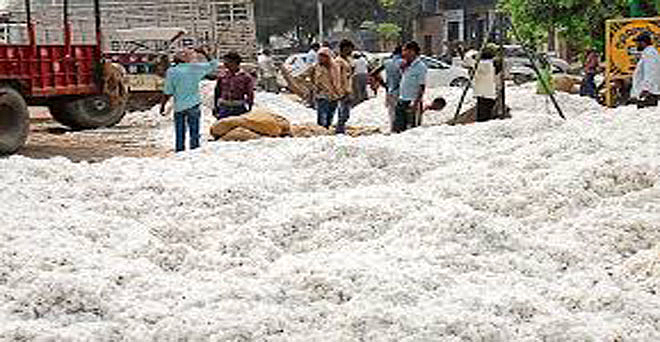 धुळे जिल्ह्यात साडेचार लाख क्विंटल कापसाची खरेदी