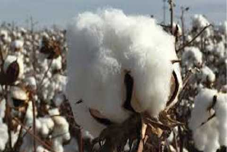 cotton registration process starts in yavatmal