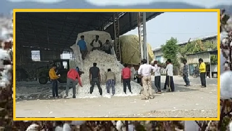 Akola News: Farmers turn their backs on CCIs cotton procurement