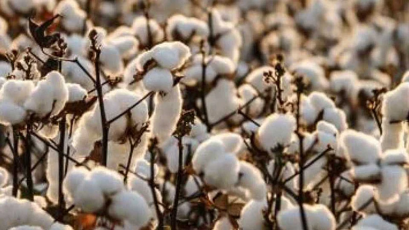 akola Pests hit cotton shopping centers! Government policy failed