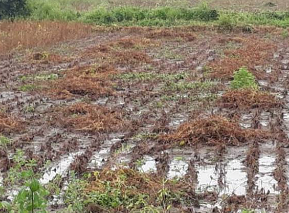 crop damaged due to heavy rain in yavatmal