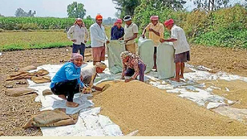the rice crop buying for this year comparatively less by rupees 1000 the farmers face the problem of crop rice in balgam