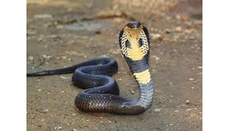 snake