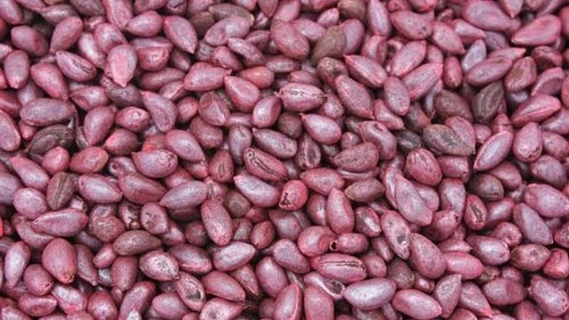 cotton BT seeds