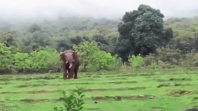 elephant